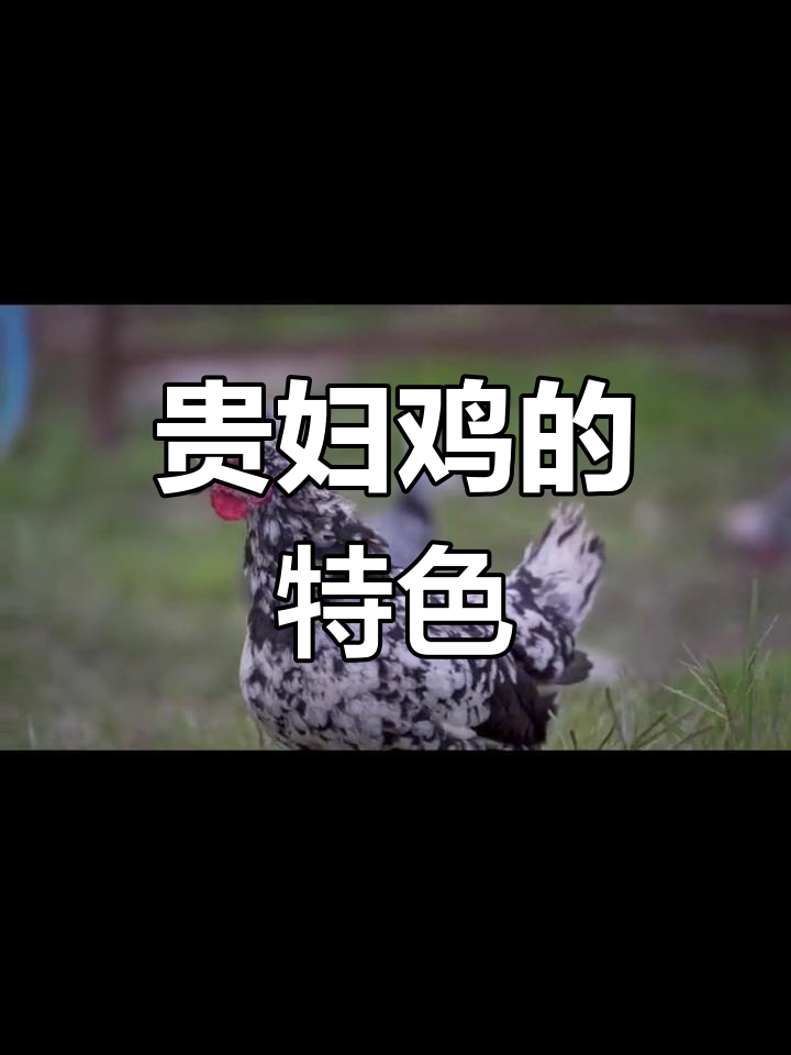 贵妃鸡:独特的外貌与美味