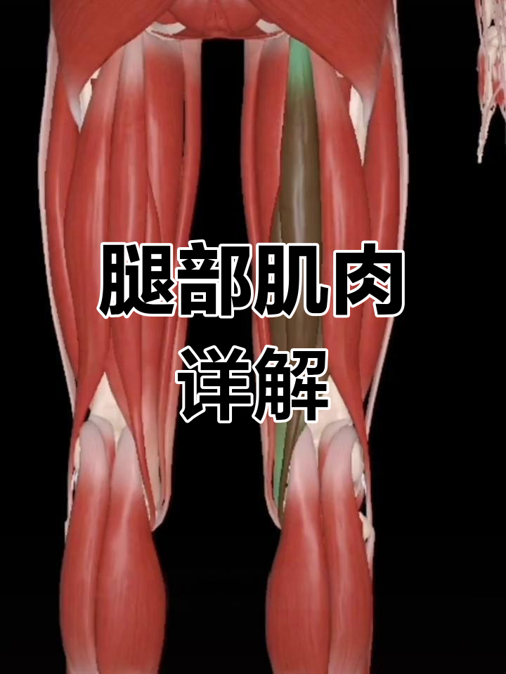 腿部肌肉功能与劳损解析