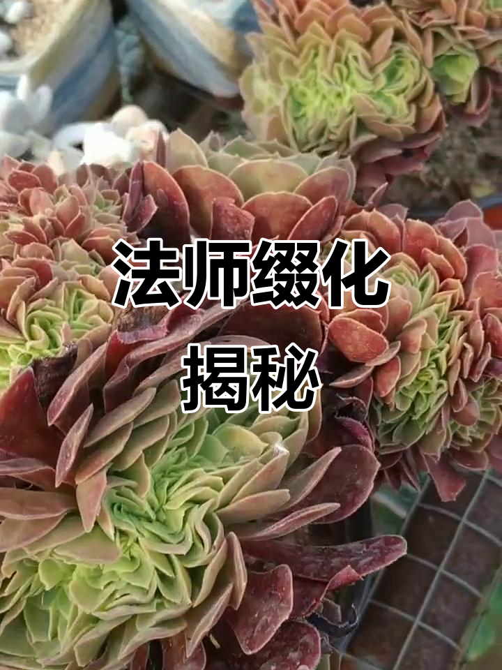 玫瑰法师缀化，多肉植物新奇变化