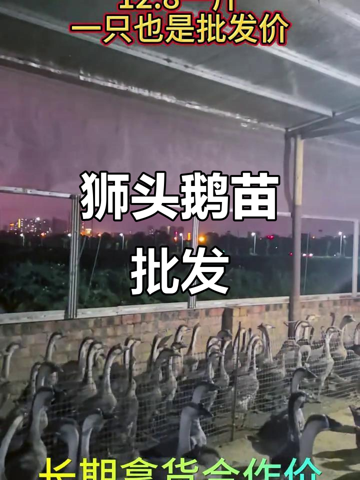 纯种狮头鹅苗批发,全国发货助力三农