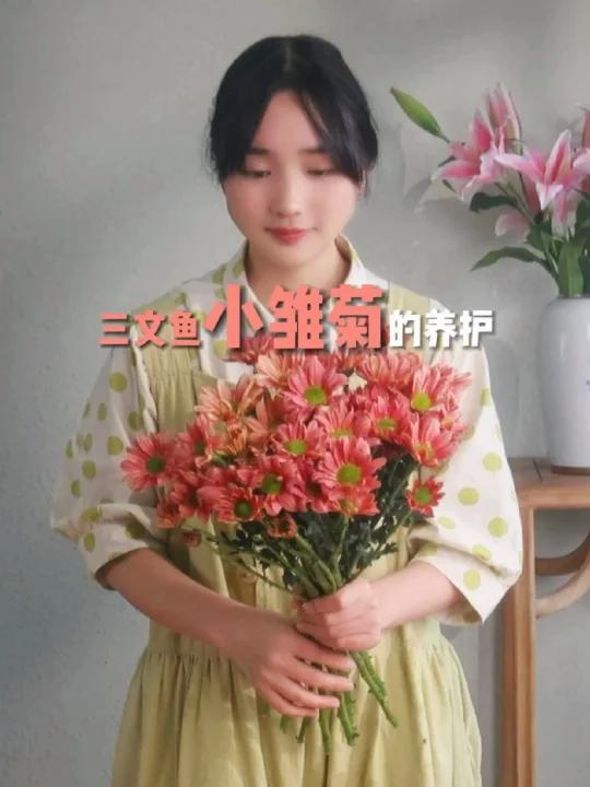 小雏菊(三文鱼)的养护方法和技巧,详解