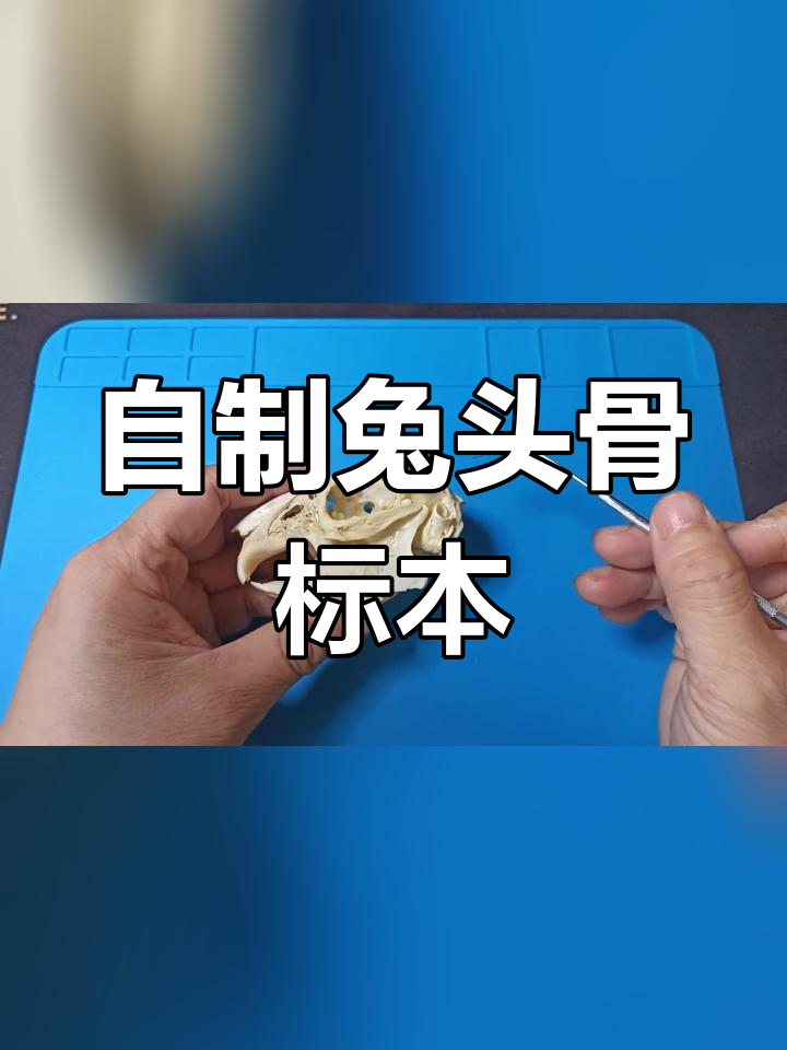 麻辣兔头骨骼标本制作教程