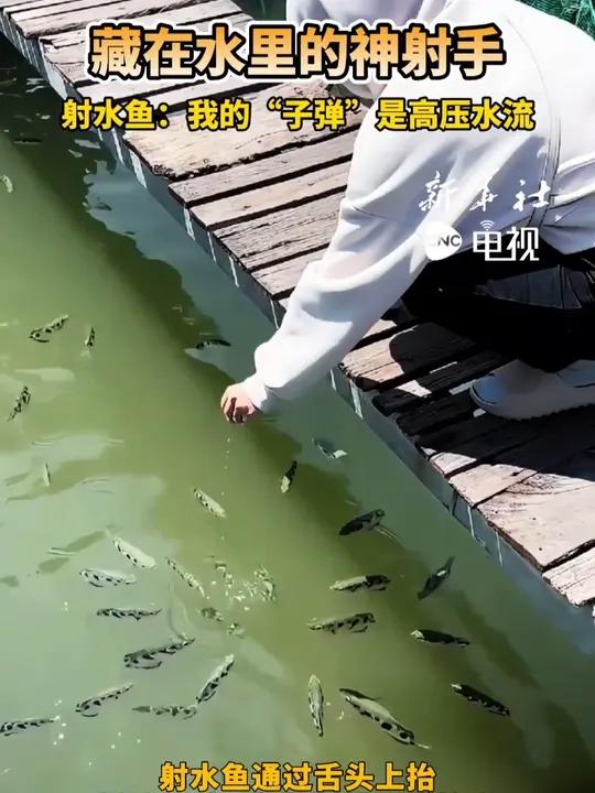 藏在水里的神射手 射水鱼:我的“子弹”是高压水流