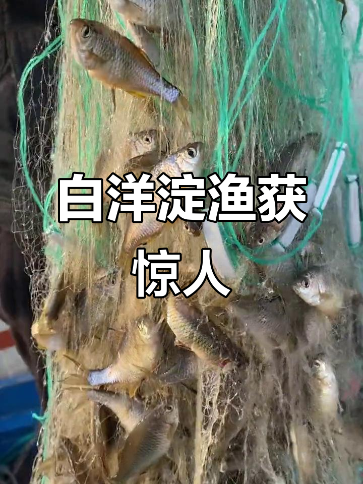 白洋淀野生四包鱼大丰收,酒瓜翘嘴满满一网