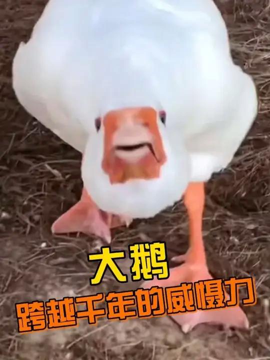 两千多年了，人类面对大鹅还是一样的窝囊