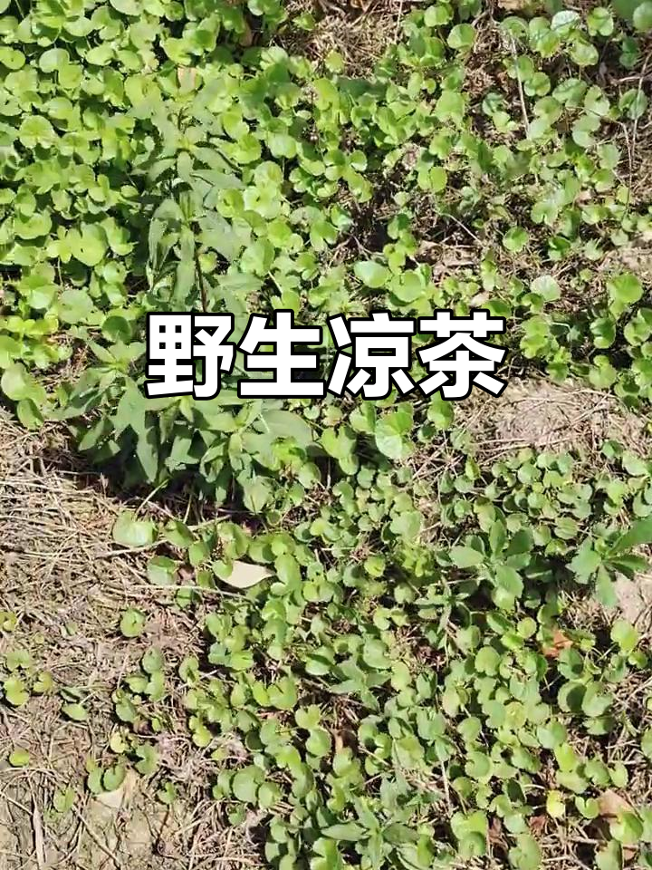 野生凉茶灯盏菜,夏日解暑必备