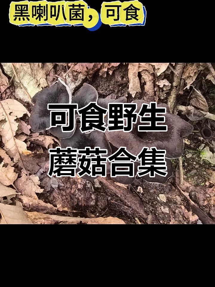 野生蘑菇大揭秘:这些可食种类你了解吗?