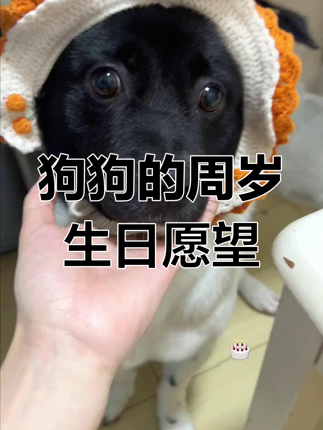 小狗一岁生日愿望大揭秘,蛋糕和惊喜等着它!