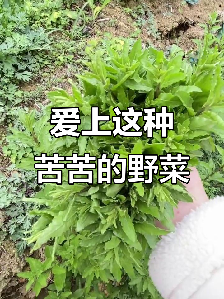 这种苦野菜,吃上一口就停不下来