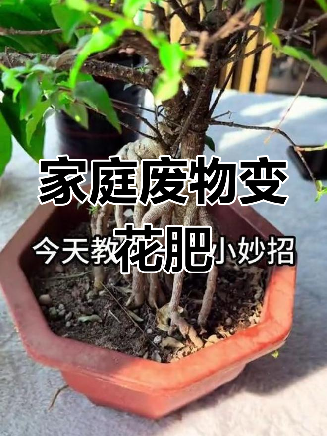 用鸡蛋壳、橘子皮和胡萝卜做肥料,花草更旺盛