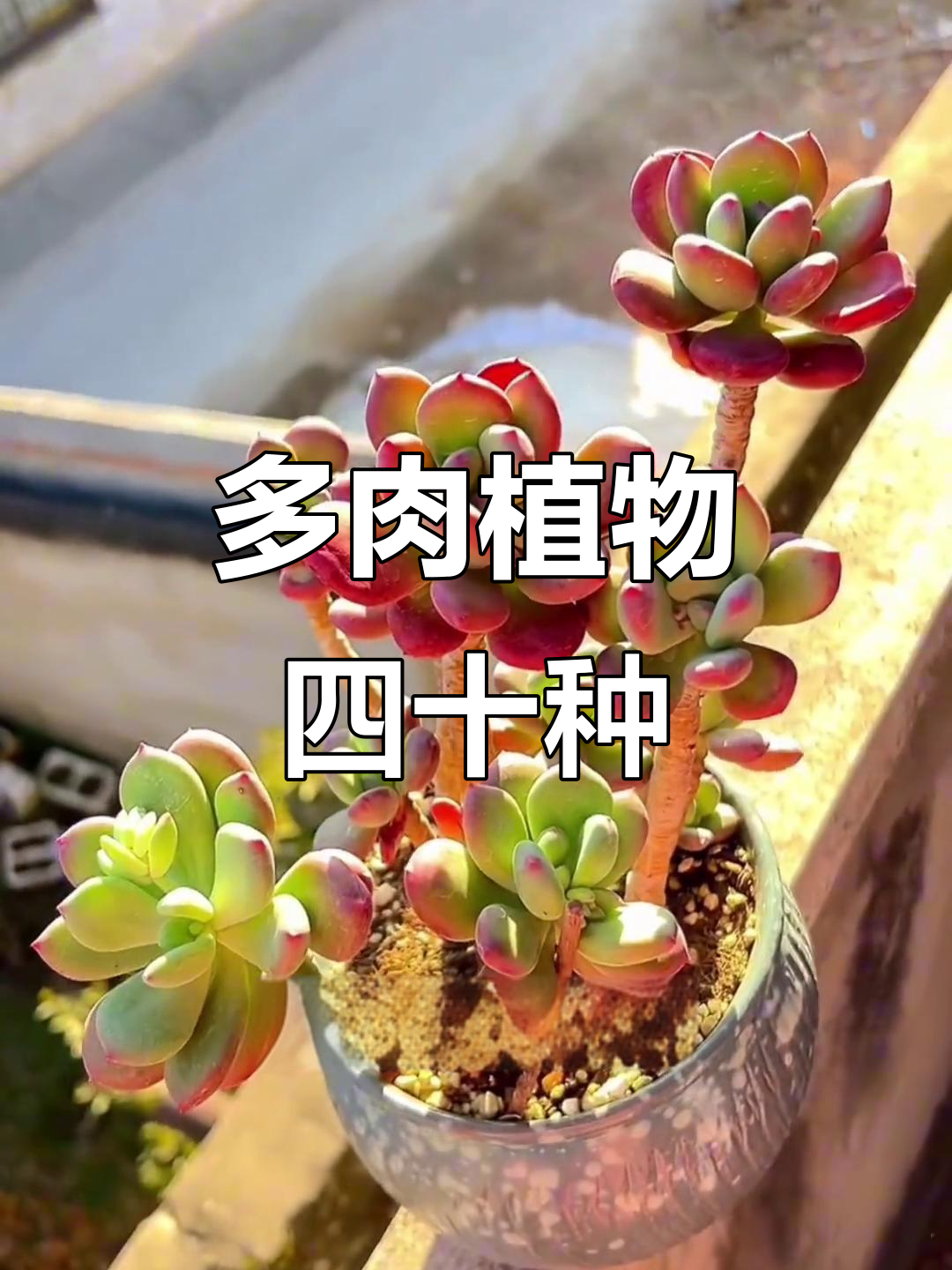 40种常见多肉植物大盘点,看看你认识几种?