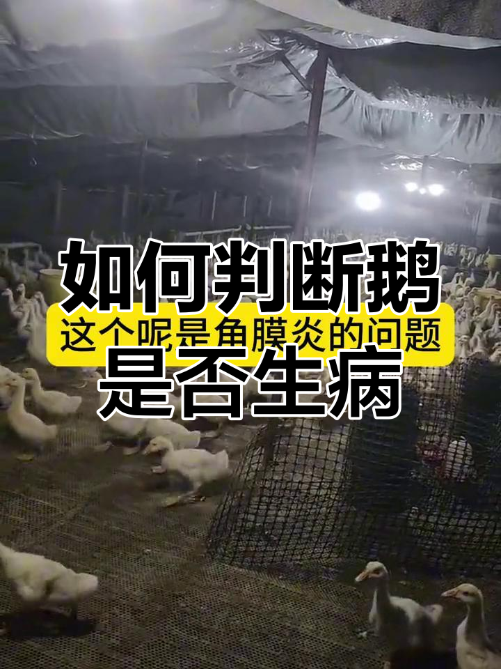 鹅病快速诊断技巧