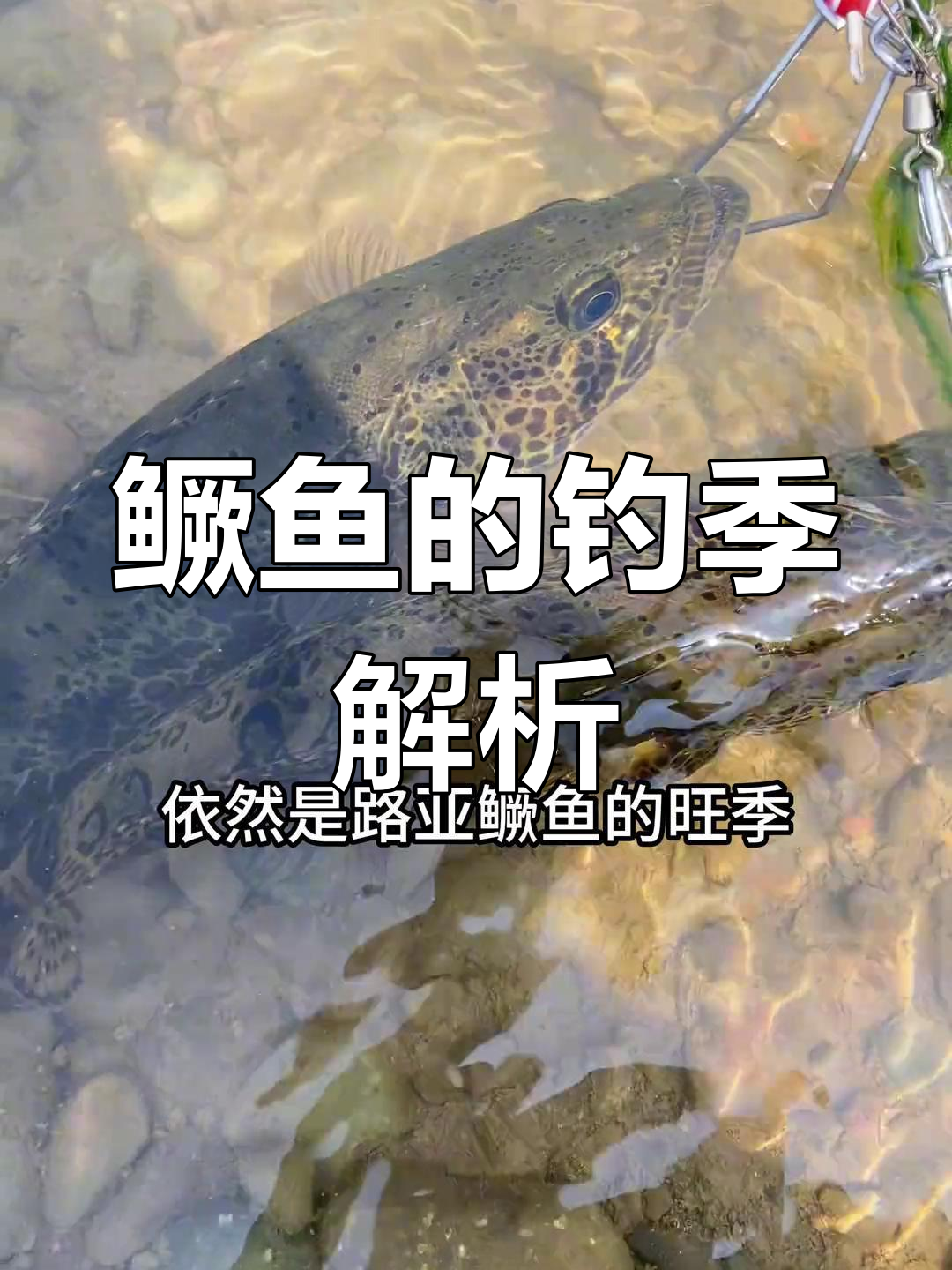 路亚桂鱼的最佳钓鱼季节与技巧