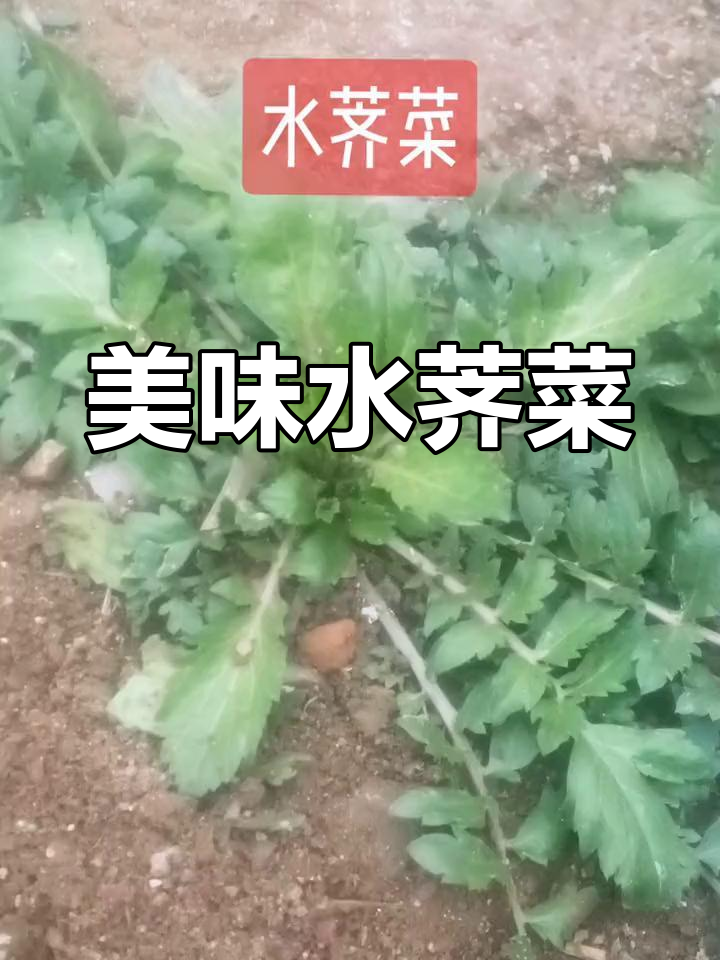 水荠菜:一种像荠菜的野菜,冬季春季可采摘食用