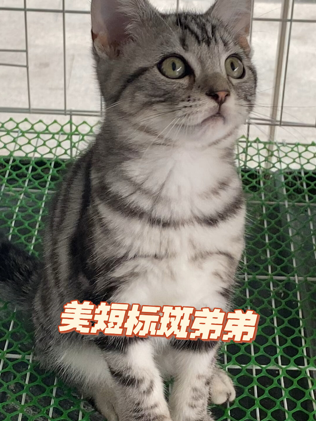 美短标斑鱼骨纹弟弟1800