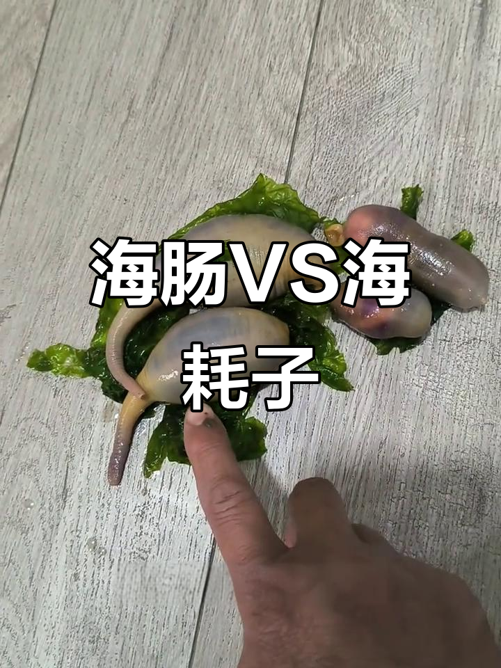 今天讲解海肠与海耗子区别,避免混淆!