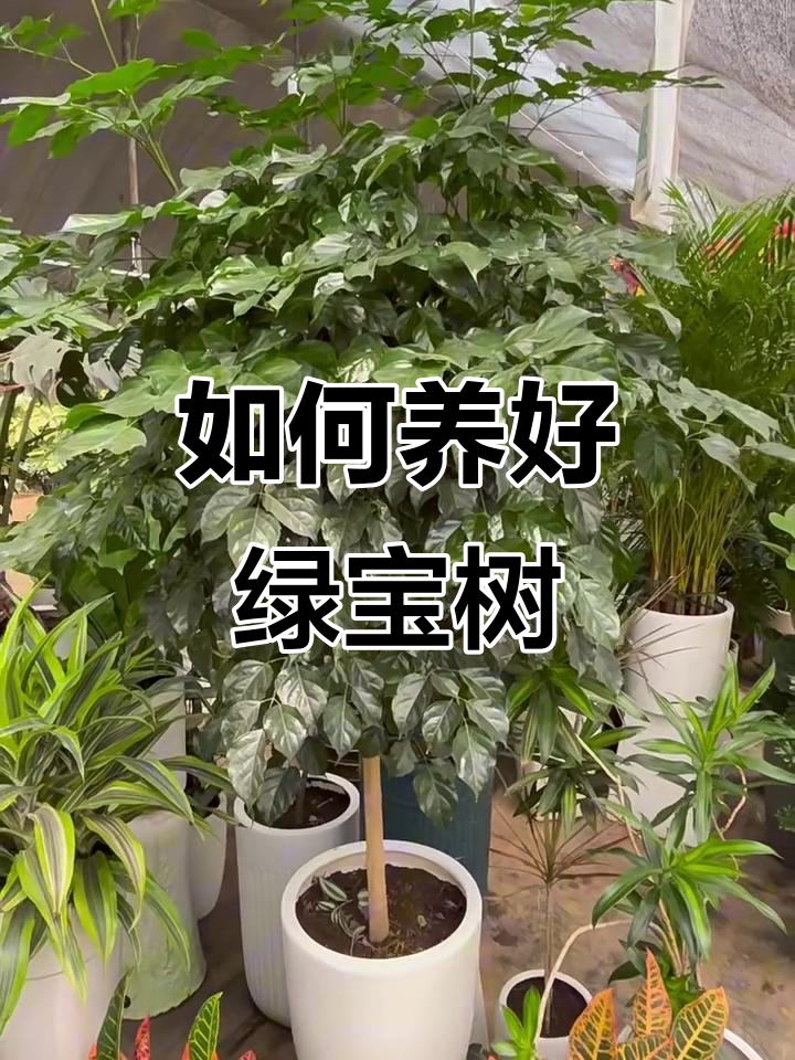 绿宝树与幸福树的差别,养护技巧全揭秘
