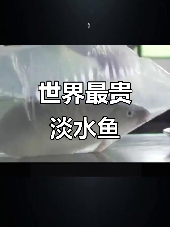 马来西亚神秘小河的珍稀美味,忘不了鱼到底值不值?