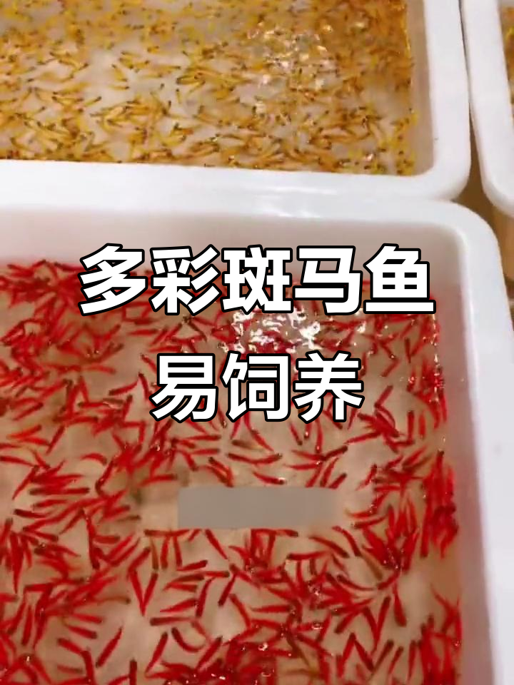 斑马鱼:多彩糖果般的观赏鱼,低温耐养适合新手