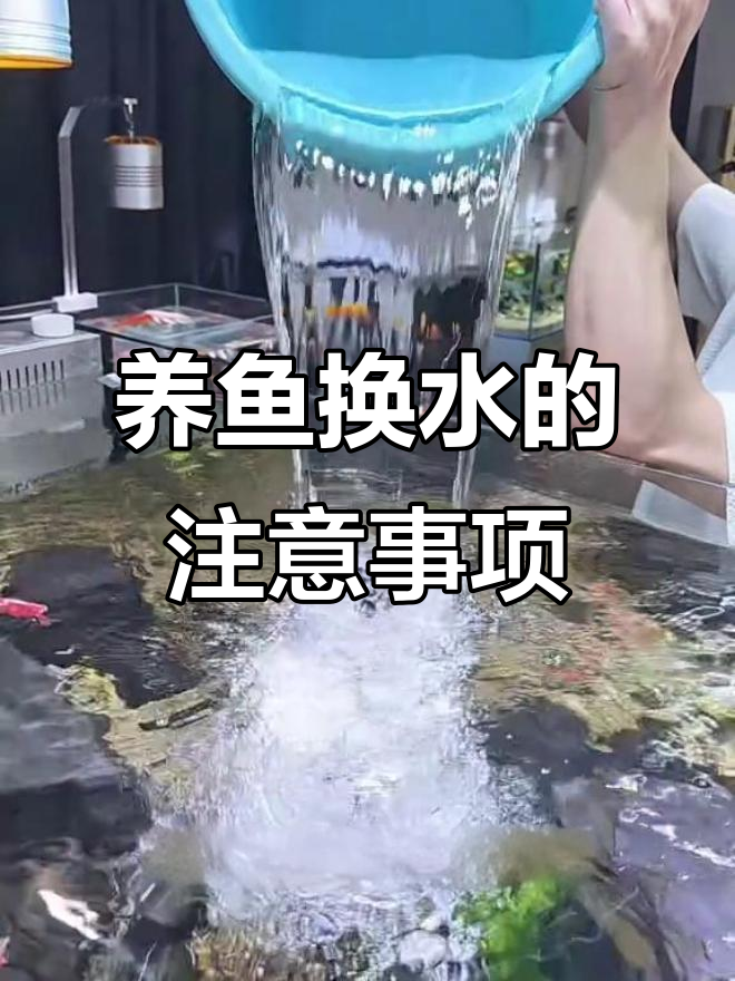 养鱼换水技巧：多久换一次，如何正确操作？