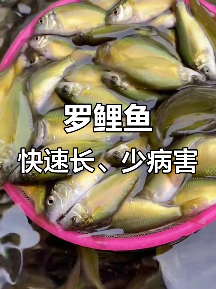 裸鲤鱼苗生长迅速,抗病力强,生态养殖轻松搞定