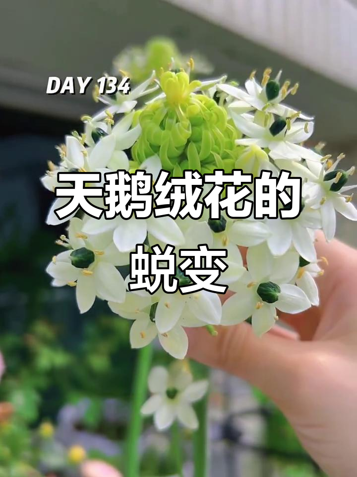 从丑陋到惊艳,天鹅绒花从阳台逆袭成美丽新宠