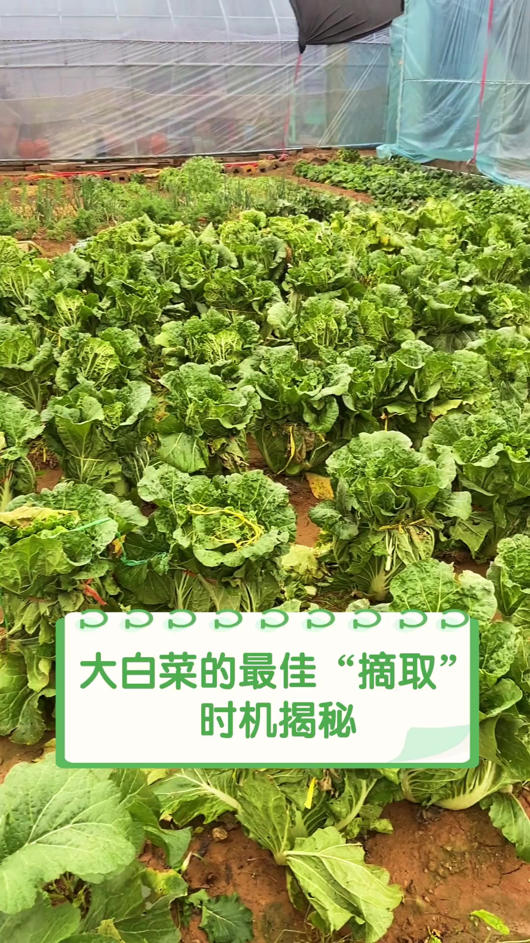 大白菜的最佳“摘取”时机揭秘