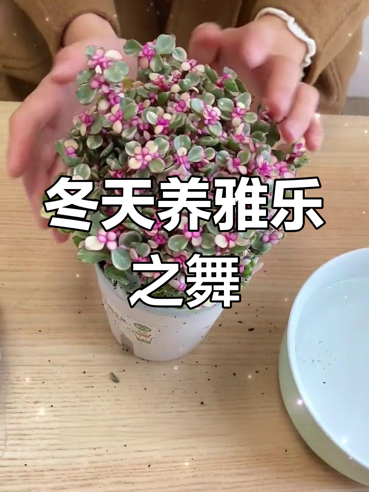 冬季雅乐之舞养护技巧,轻松打造美丽多肉