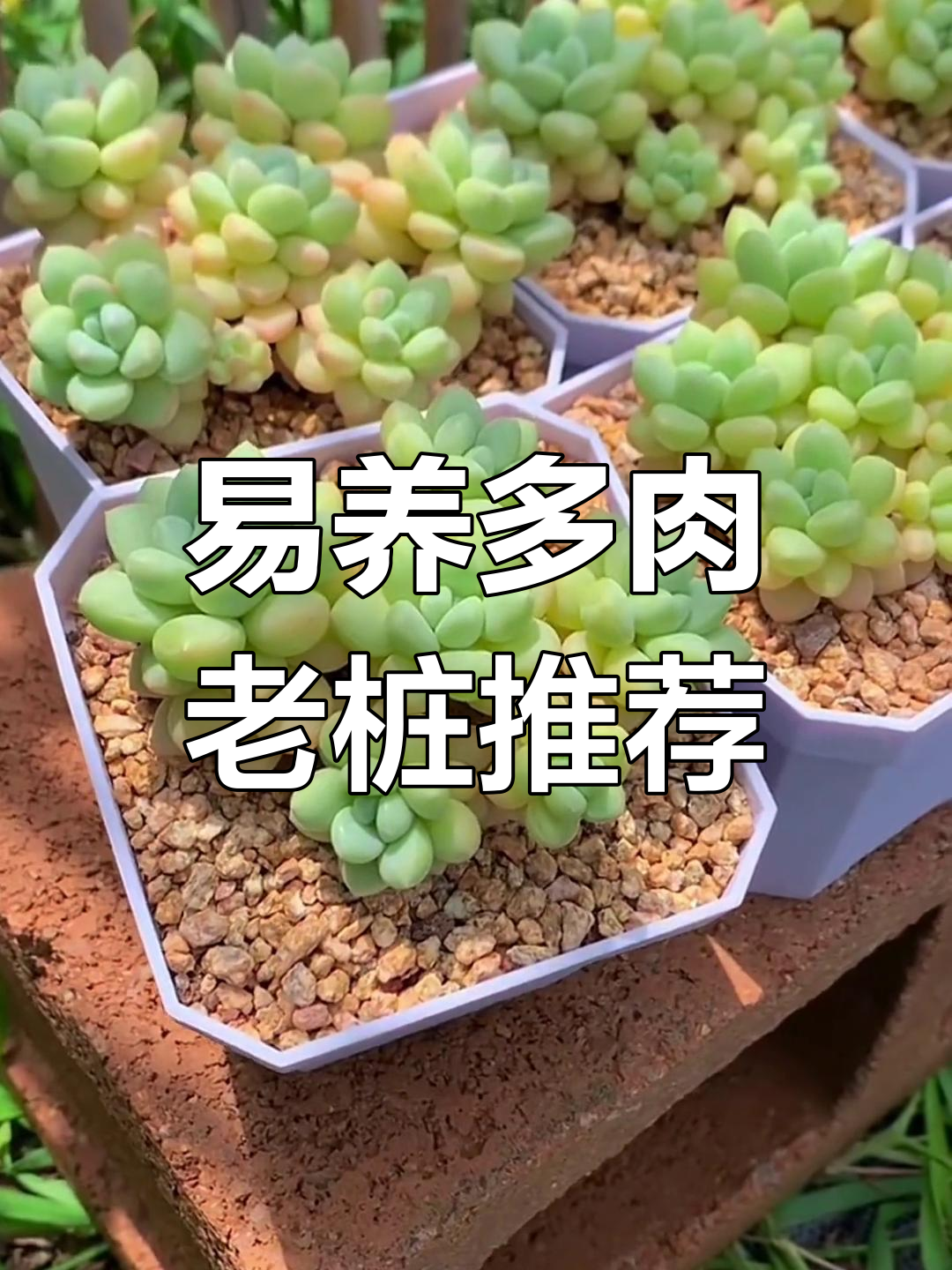 10款容易养成老桩的多肉植物,香气与美丽并存