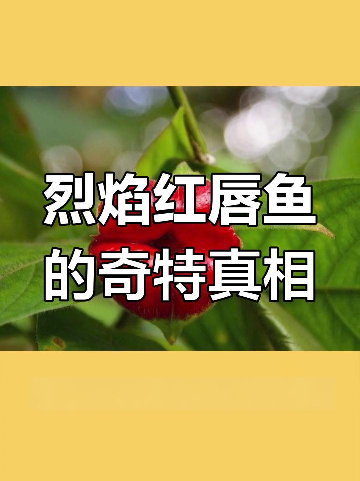 红唇蝙蝠鱼与嘴唇花的奇妙故事,揭秘海底行走的秘密