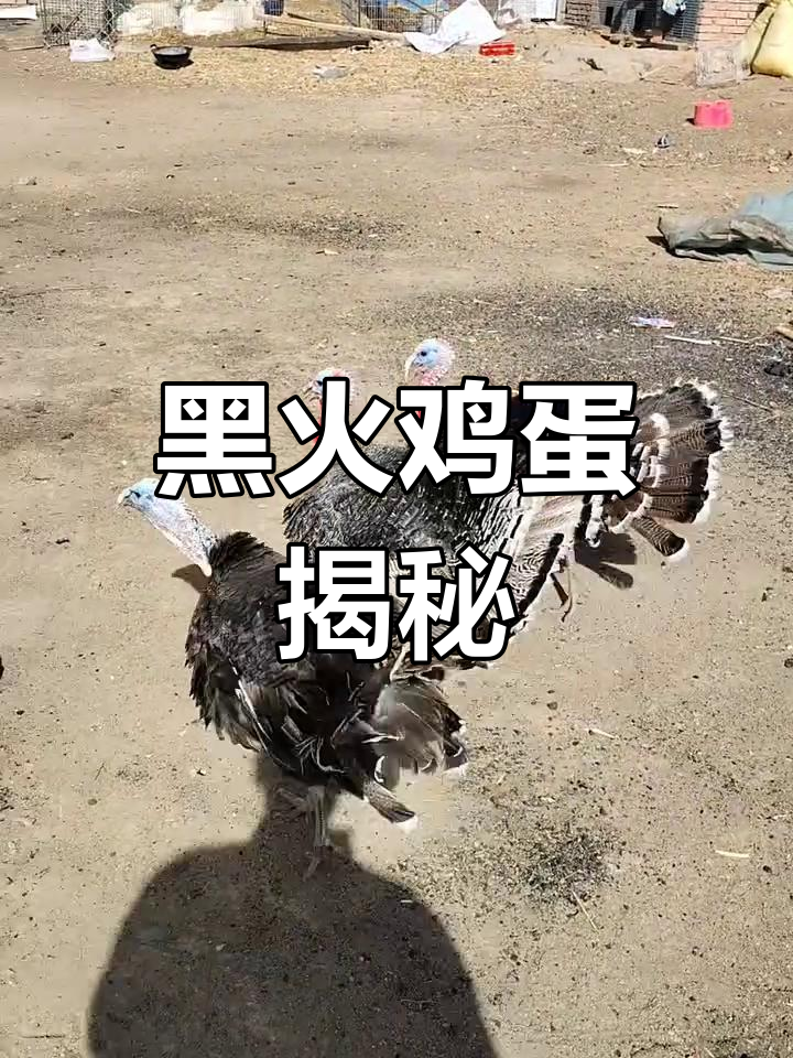 火鸡下蛋了!看看黑火鸡蛋长啥样