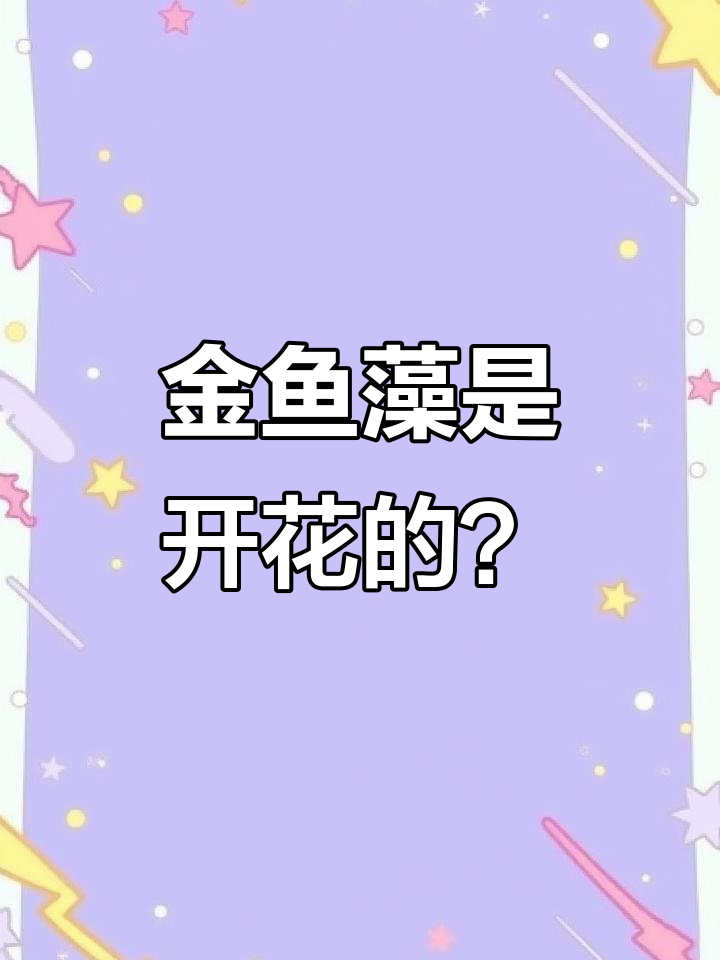 金鱼藻：看似水草，实为开花被子植物