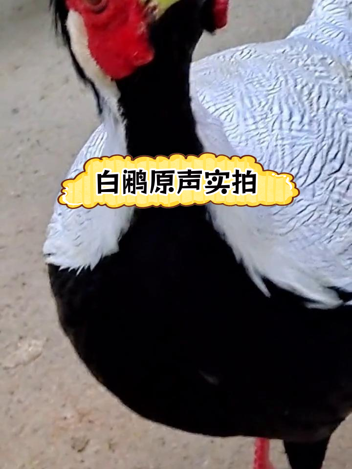 白鹇鸟叫声震撼全场,方圆几里都能听见