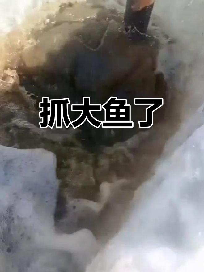 大白鱼来袭,乌龙也来了!