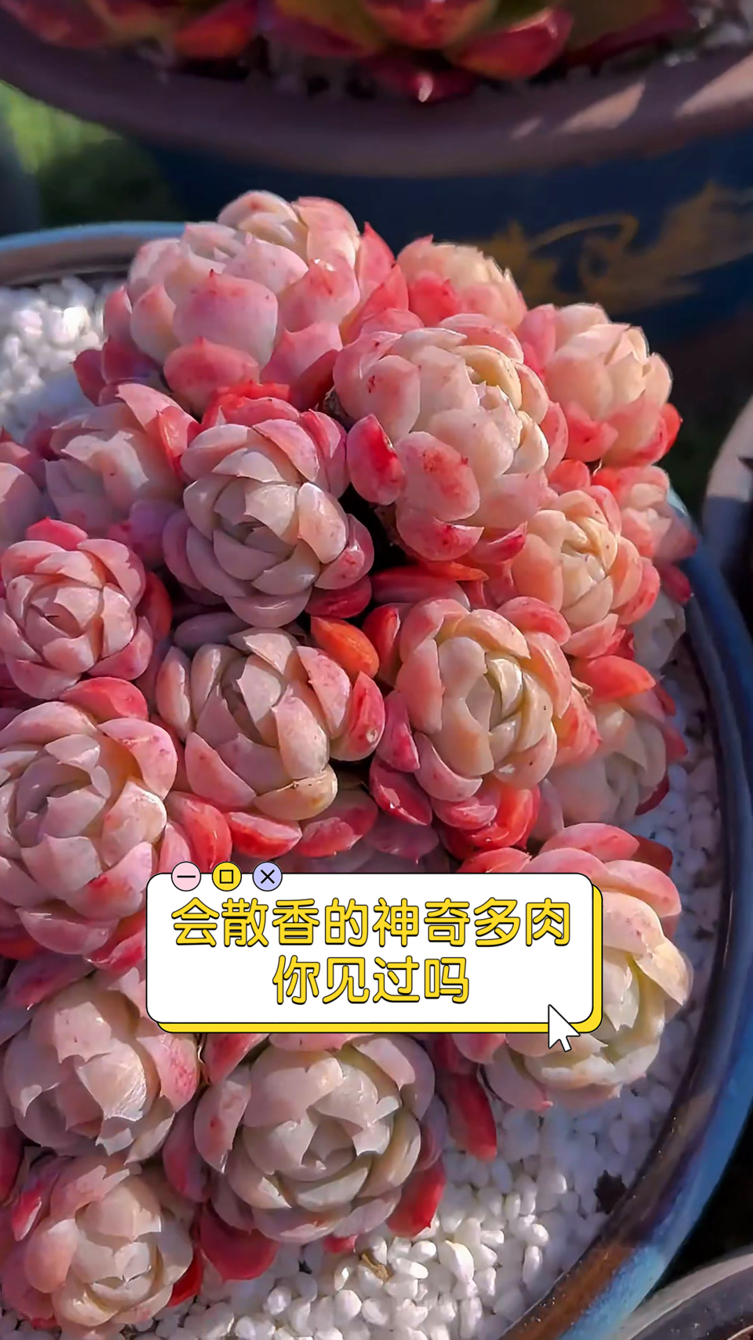 会散香的神奇多肉,你见过吗