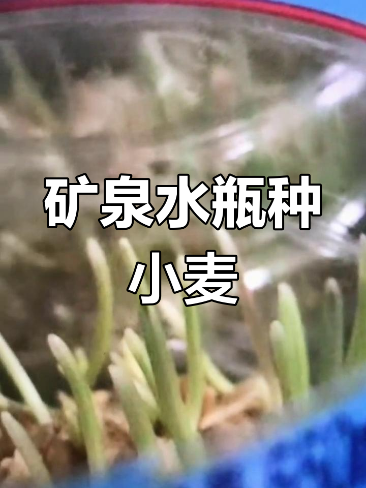 用矿泉水瓶种小麦,轻松学会水培芽苗菜
