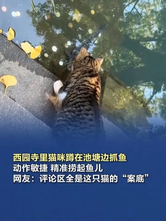 猫咪上演精彩捕鱼画面 12月21日,江苏苏州,西园寺里猫咪蹲在池塘边抓鱼,动作敏捷,精准捞