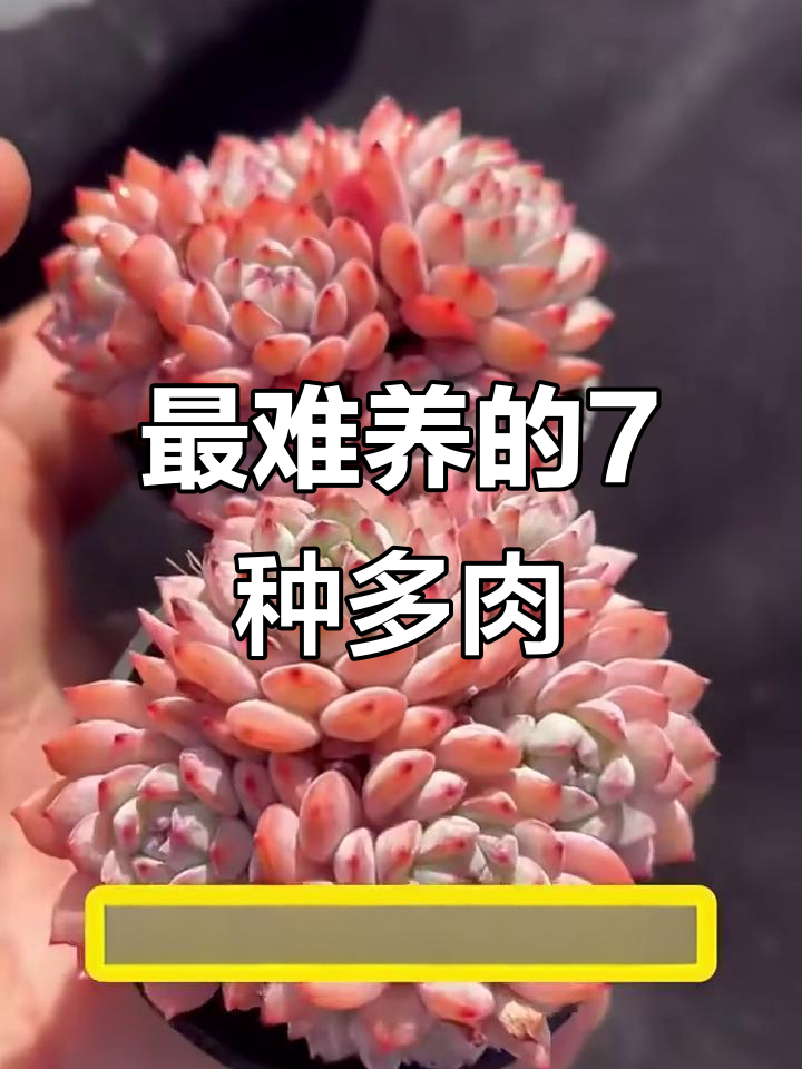 七种最难养的多肉植物,夏季养护大揭秘