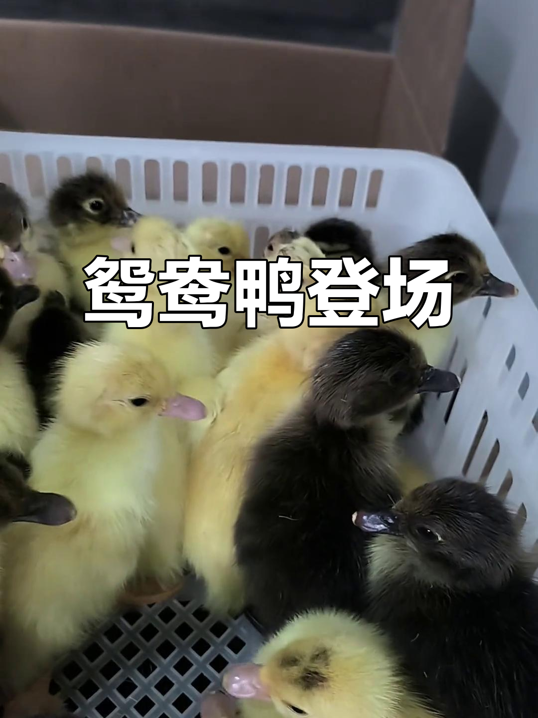 鸳鸯鸭现身，公母各具特色，蛋美味十足！