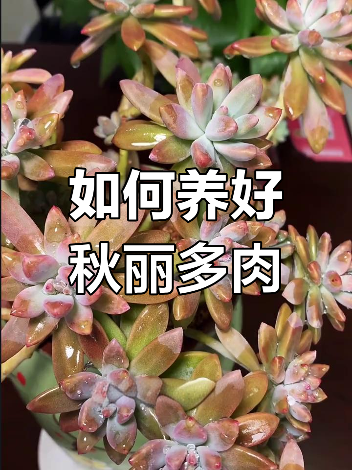 秋丽多肉养护全攻略:光照、浇水、土壤管理一网打尽