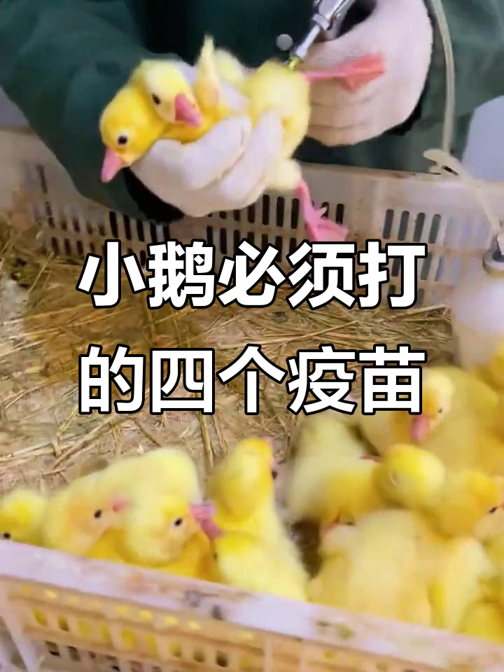 小鹅疫苗接种全攻略,四针必打不可忽视