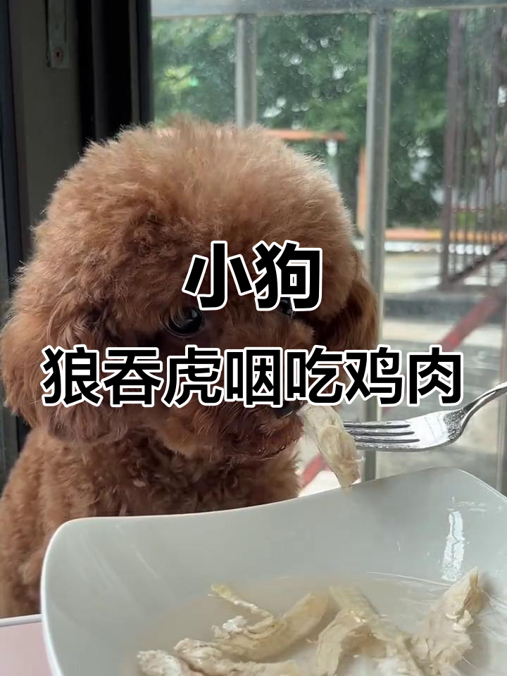 小狗吃水煮鸡胸肉,直接吞下去太可爱了!
