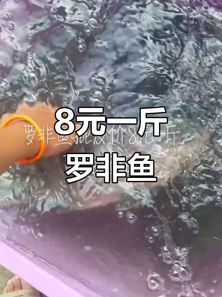 罗非鱼批发价8元一斤,钓鱼爱好者必备