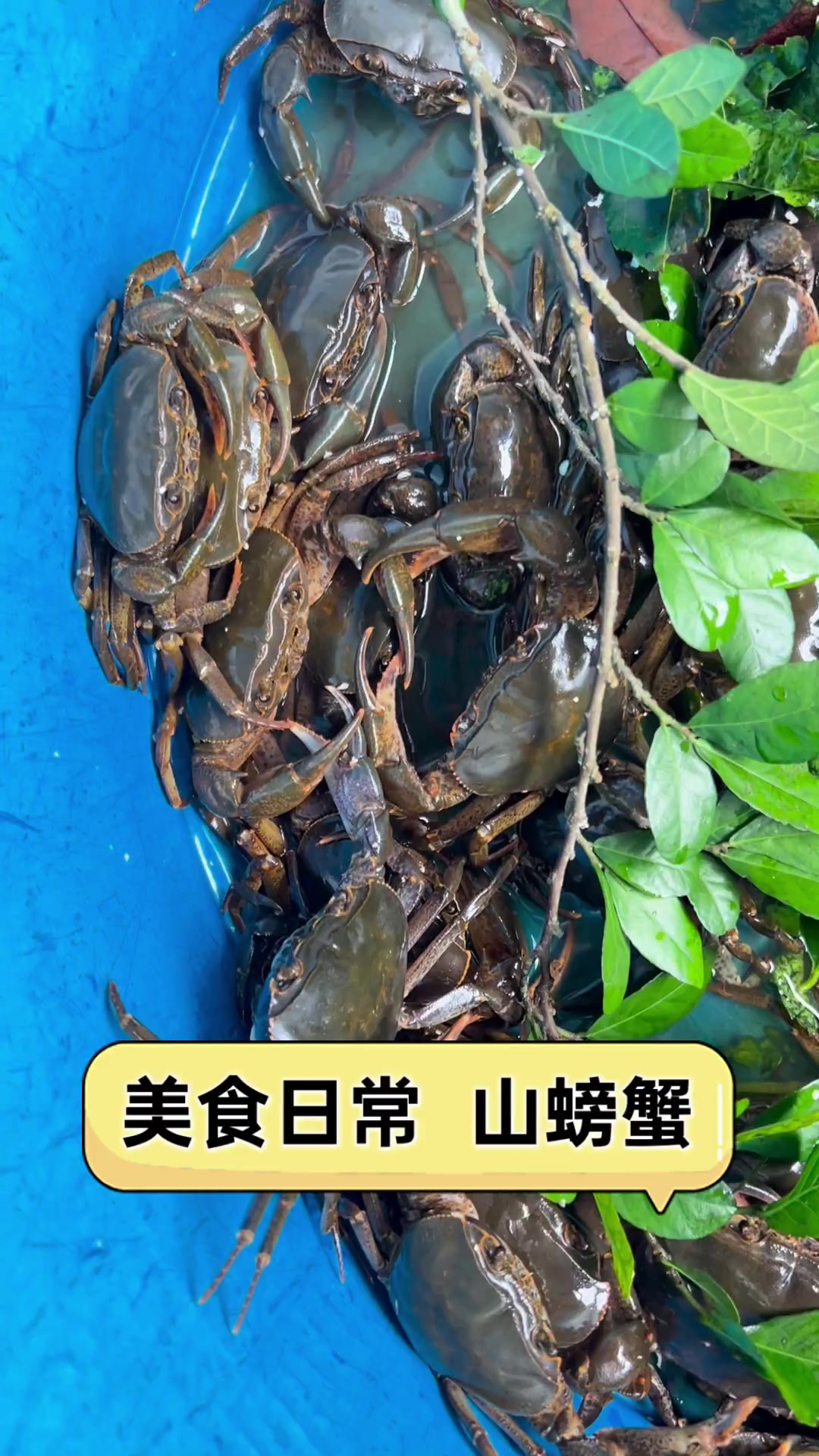 美食日常山螃蟹