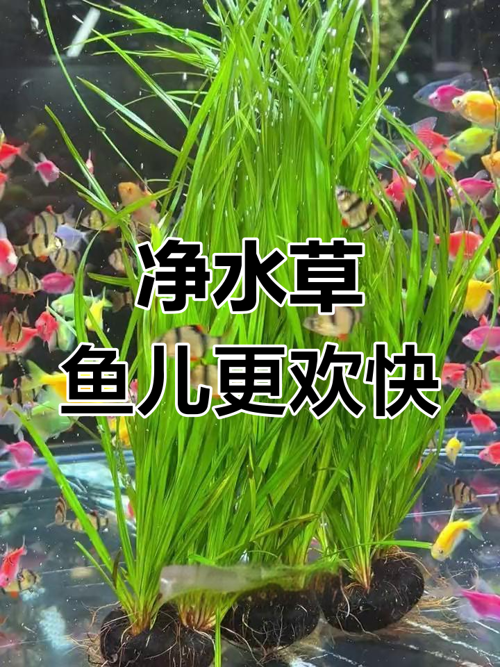 水中的天然净化器,提升鱼缸水质