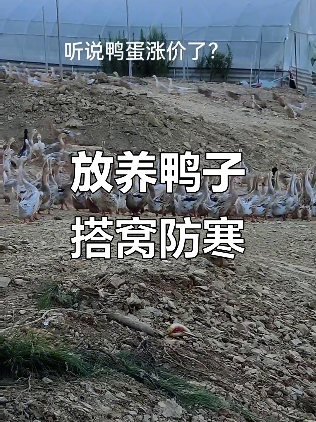 野外放养鸭子,鸭毛逐渐脱落,搭建窝棚保暖应对寒冷