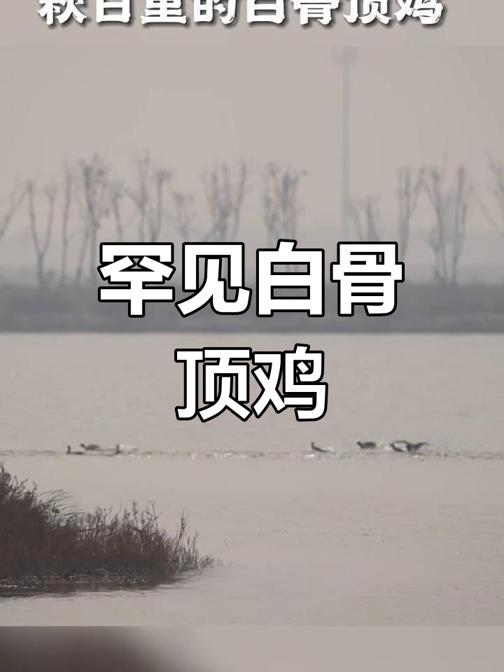 东营常见却像鸭子的神秘水禽,竟然是濒危物种!