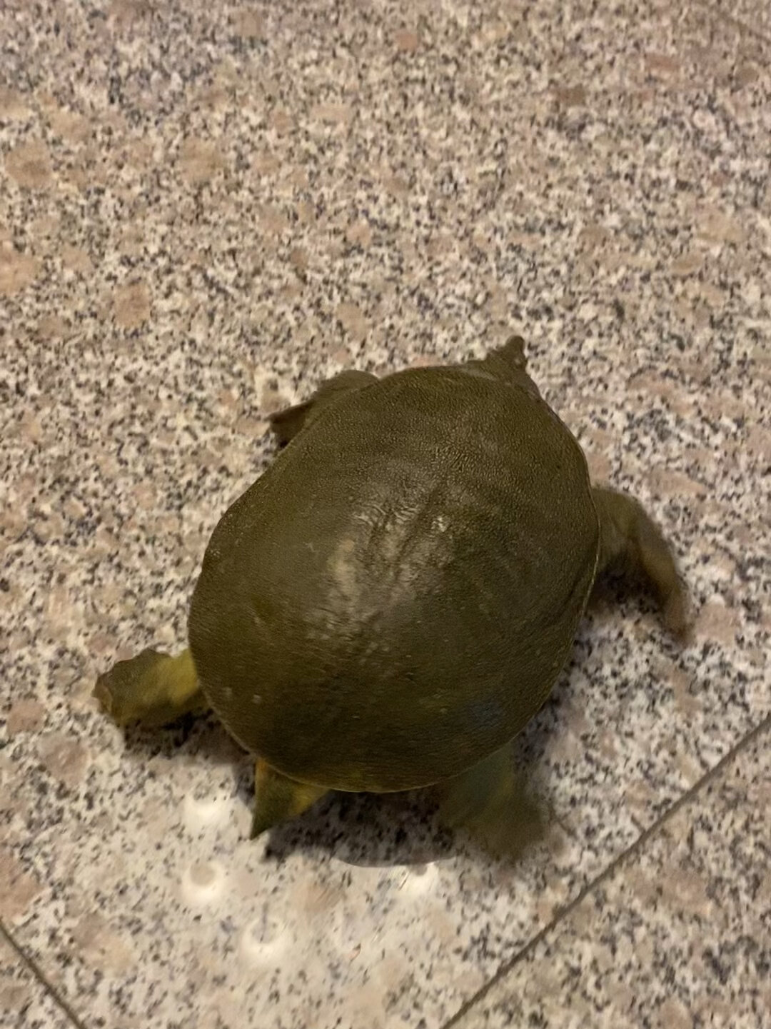 甲鱼跑啦～教你如何分辨甲鱼年龄