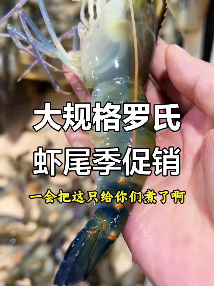 今年最后机会!大规格罗氏虾,尾季特惠不容错过