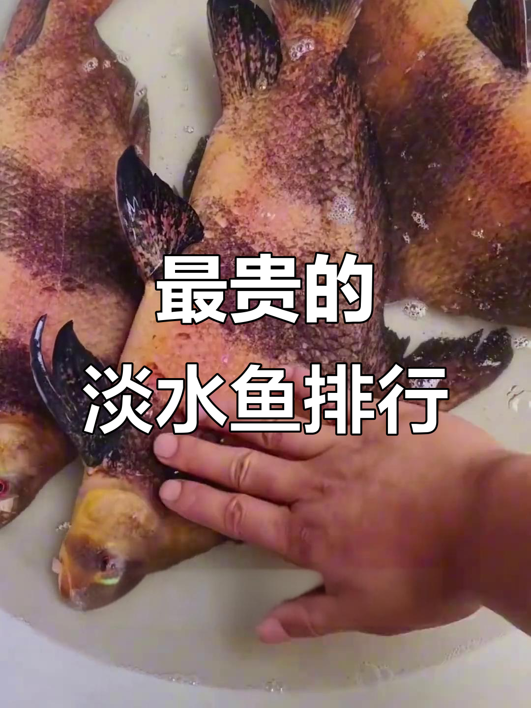 淡水鱼市场最名贵排名,军鱼、雅鱼等上榜
